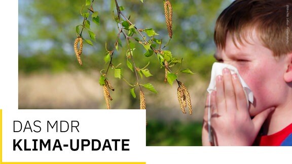Covergrafik des Newsletters MDR Klima Update, neben dem Titel sind im Hintergrund Pollen der Birke und ein Junge zu sehen, der in ein Taschentuch schneuzt.