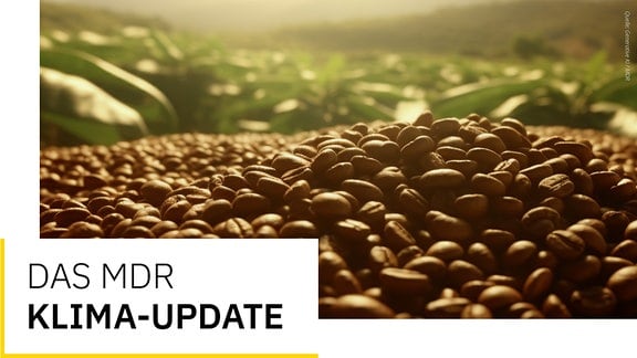Eine Bildcollage, auf der Kaffeebohnen im Vordergrund zu sehen sind. Im Hintergrund sind Kaffeepflanzen zu sehen. Im linken Bildbereich steht Das MDR Klima Update.