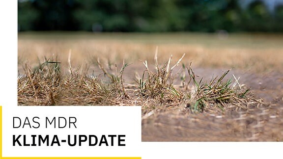 Titelgrafik des MDR-Klimaupdates vom 1. April, zu sehen ist ein vertrocknetes Büschel Gras auf einem Rasen.