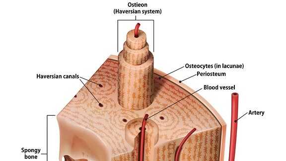 Ein Querschnitt von einem Knochen als Grafik mit Erklärungen