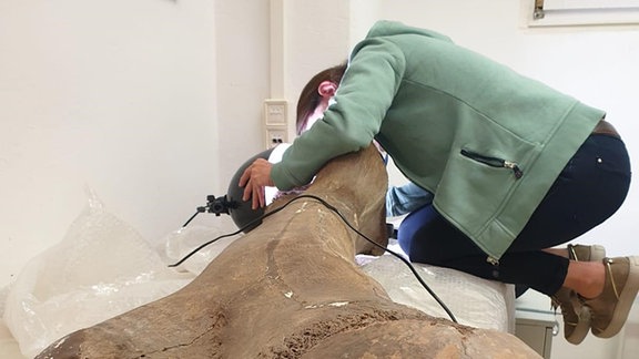 Prof. Dr. Sabine Gaudzinski-Windheuser untersucht den Oberschenkelknochen eines großen erwachsenen männlichen Europäischen Waldelefanten (Palaeoloxodon antiquus) im Landesamt für Denkmalpflege und Archäologie Sachsen-Anhalt in Halle.