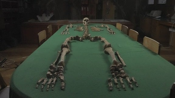 Die zusammengefügten Knochen eines Mannes auf einem Tisch.