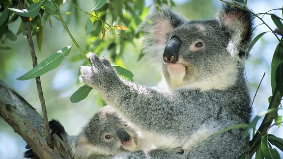 Ein Koala verspeist ein Eukalyptus-Blatt