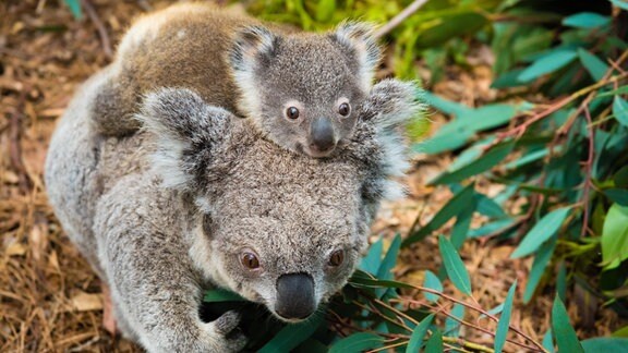 Ansicht von oben: Ein Koala-Weibchen trägt ihr Baby auf dem Rücken und läuft auf Waldboden, Blätter im Vordergrund.