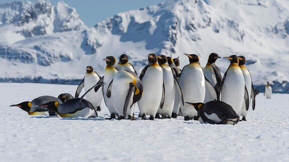 Eine Gruppe von Königspinguinen, einige aufrecht, einige gedruckt läuft erhaben über Eis unter blauem Himmel