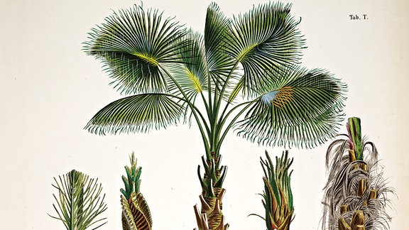 Das Bild zeigt eine Kokospalme in fünf unterschiedlichen Entwicklungsstadien.