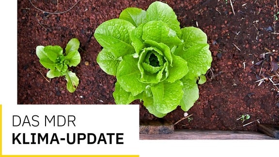 Bio-Römischer Salat im Gemüsegarten.