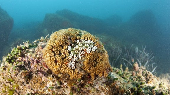Kissen-Koralle Cladocora caespitosa im Mittelmeer
