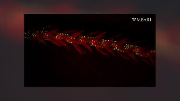 Eine biolumineszente Koralle, die im Rotlicht angestrahlt wird