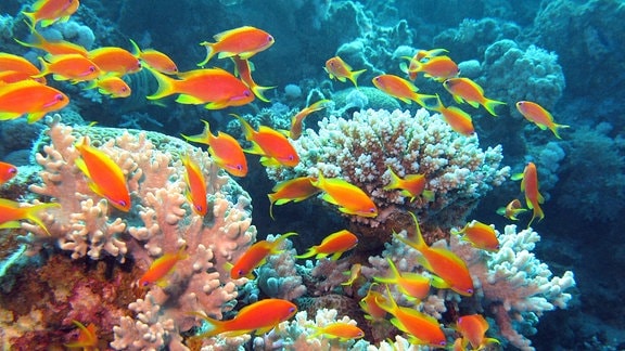 Fische in einem Korallenriff