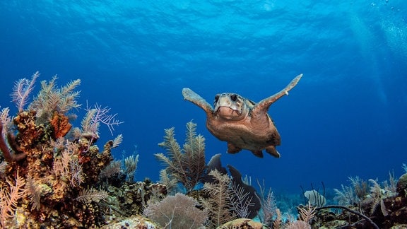 Korallenriff und Unterwasserwelt in flachem blauen Karibikwasser, Schildkröte schwimmt mit ausgebreiteten Armen Richtung Kamera