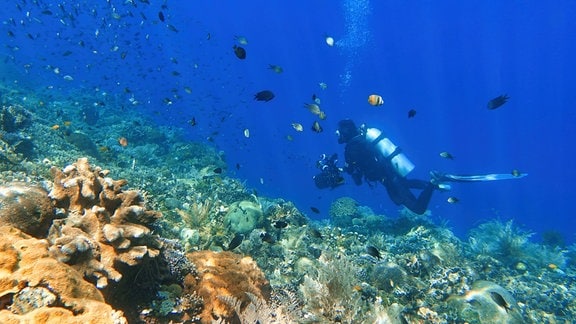 Ein Taucher an einem Korallenriff.