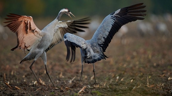 Zwei Kraniche im Moor: Große Vögel mit langen dünnen Beinen, kleinem Kopf mit langem Schnabel. Ausgebreitete Flügel, wirken aktiv