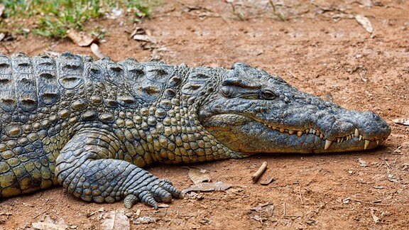 Krokodil, Crocodylus niloticus, Madagascar 