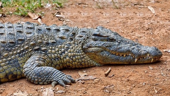 Krokodil, Crocodylus niloticus, Madagascar 