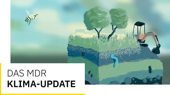 Illustration verschiedener Bodenschichten, mit Bodentieren, Gras, Bäumen, Traktor, Wespe und Text Das MDR Klima-Update