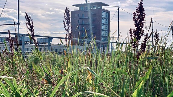 Sumpfpflanzen auf einer Versuchsfläche auf einem Dach, im Hintergrund ein Hochhaus