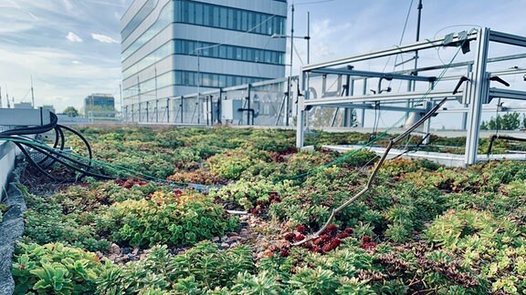 Sukkulenten auf einer Versuchsfläche auf einem Dach, Messgeräte und Kabel, im Hintergrund ein Hochhaus