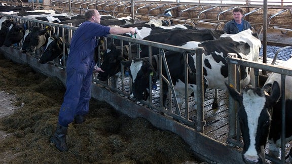 Tierarzt impft Kühe