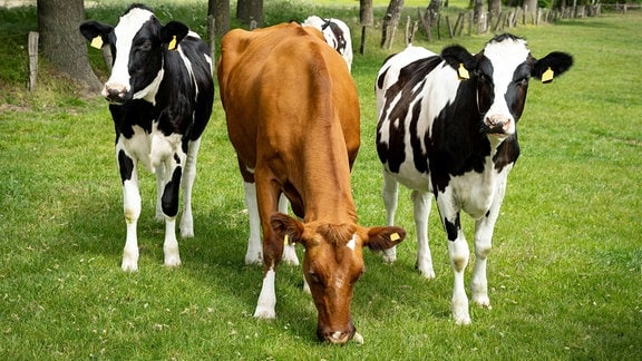 Kleine Gruppe Rinder auf einer sommerlichen Weide mit saftig - grünem Gras.