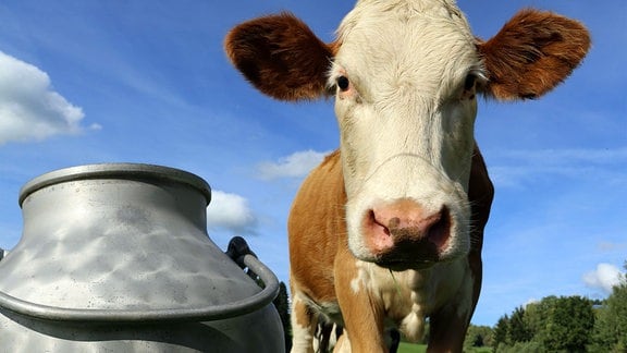 Kühe auf der Wiese, Simmentaler Fleckvieh, im Vordergrund eine Milchkanne.