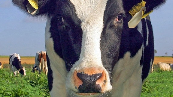 Bild einer Kuh
