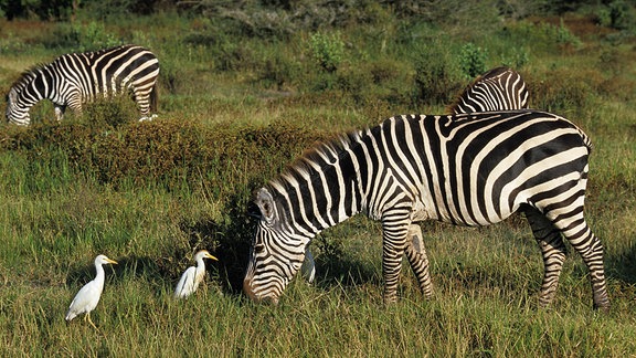 Burchell-Zebra (equus burchelli), ausgewachsen mit Kuhreiher