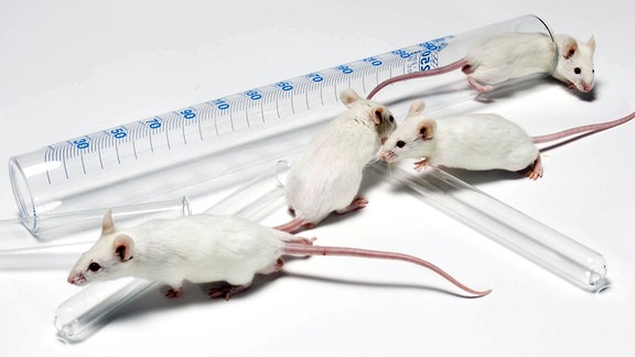 Krebs bekämpfen und Tierversuche reduzieren | MDR.DE