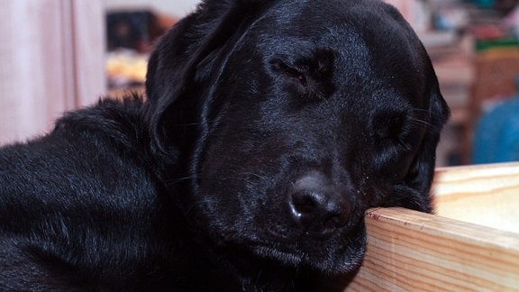Ein schlafender Labrador