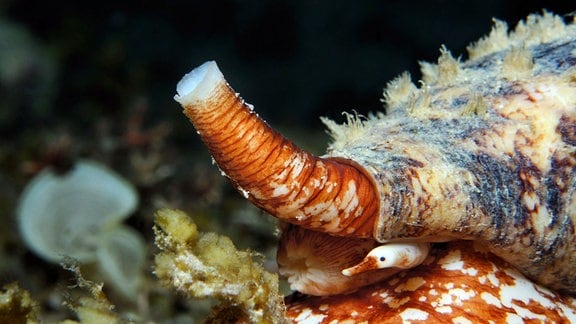 Landkarten-Kegelschnecke am Meeresboden