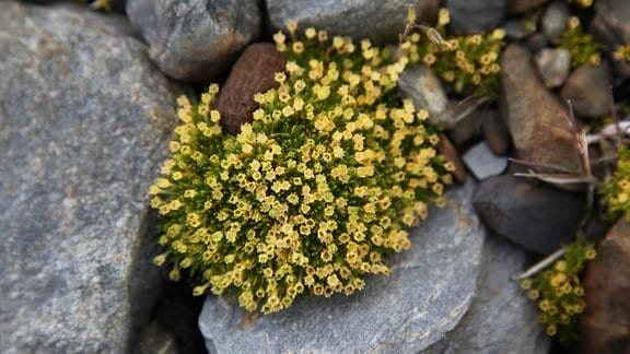 Pflanze mit sehr vielen kleinen gelben Blüten wächst zwischen Steinen, Ansicht direkt von oben