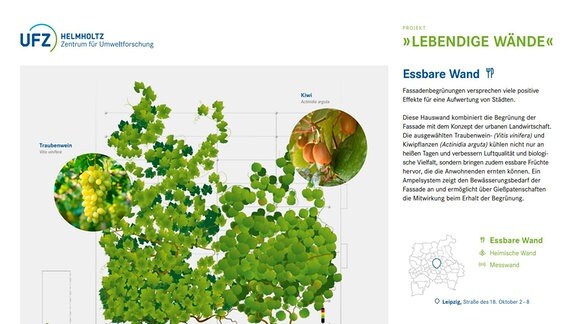 Grafik zum Bewuchs von Pflanzen an Fassaden