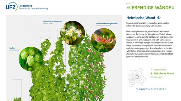 Grafik zum Bewuchs von Pflanzen an Fassaden