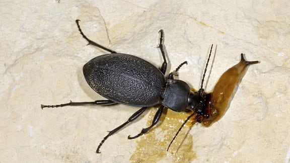 Lederlaufkäfer frisst Nacktschnecke