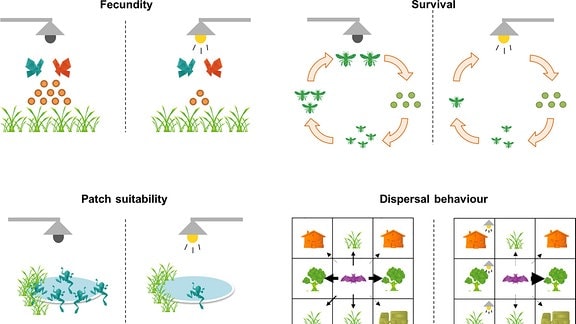 Vier schematische Darstellungen, die zeigen welche Auswirkungen Licht auf die Fortpflanzung und den Lebensraum von Schmetterlingen, Motten, Fröschen und Fledermäusen hat. Im Vergleich dazu die Darstellung ohne künstliche Lichtquelle.