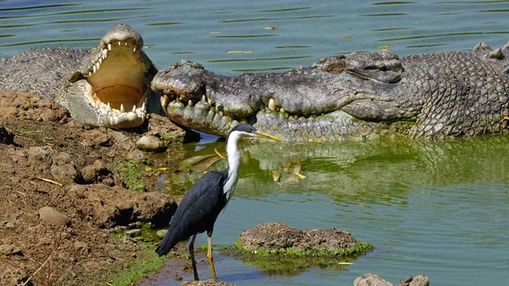 Zwei Krokodile und ein Reiher am Flußufer