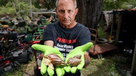Jay Pasqua hält drei Große Achatschnecken