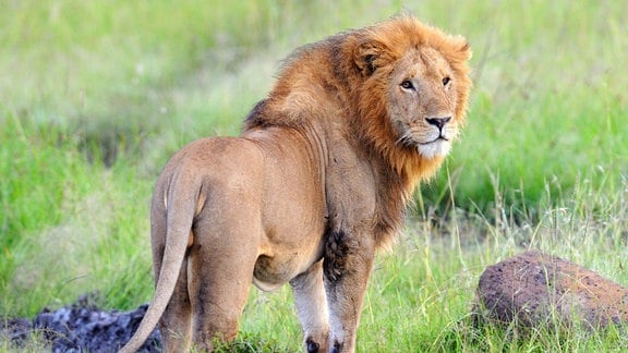 Löwe in einem kenianischen Schutzgebiet