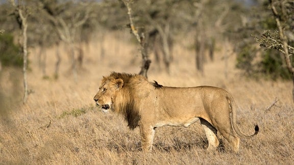 Massai-Löwe Panthera leo massaica im Ol Pejeta Conservancy in Kenia