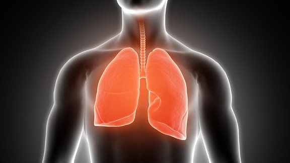 Illustration einer Lunge in einem Oberkörper