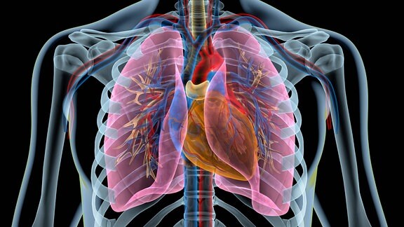 Menscheliches Herz mit Herzkranzgefäßen, Lungen, Bronchien und Schnitt durch den Brustkorb
