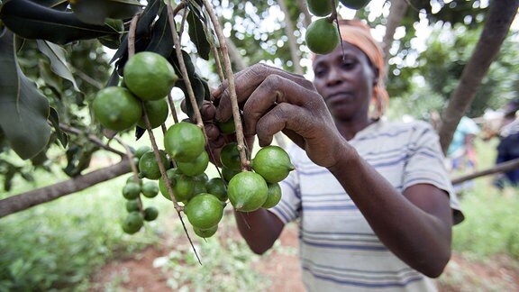 Eine Frau erntet in Ruanda Macadamia Nüsse.