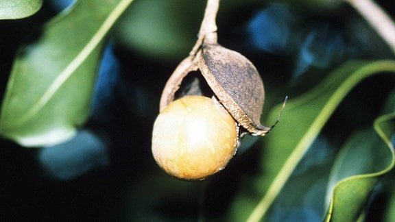 Offene Macadamia Nuss am Baum