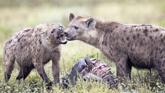 streitende Hyänen