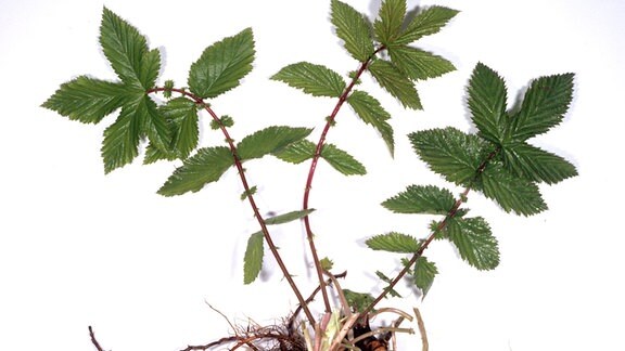 Mädesüß, Wasserpflanze mit Wurzel vor weißem Hintergrund.