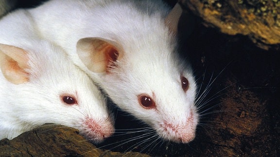 Hausmaus