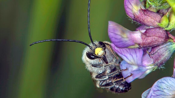Männchen einer Mai-Langhornbiene an einer blassvioletten Blüte