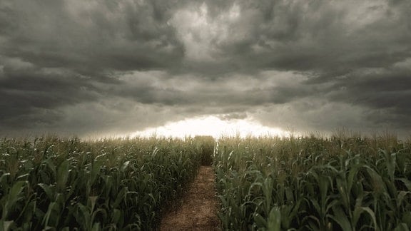 Realistische 3D-Grafik: Dunkle Wolken und mystische Lichtstimmung am Horizont über einem Maisfeld, Weg in der Mitte