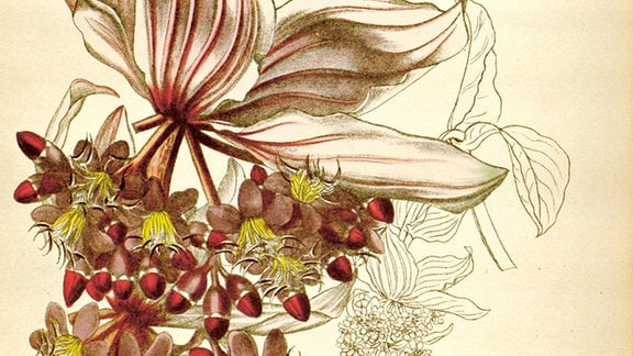 Zeichnung einer Malaiischen Orchidee mit geschwungenen weißen Blättern und vollen roten Blüten.