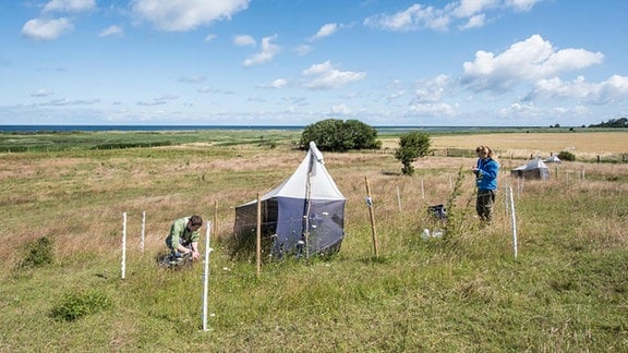 Forscher stehen an einem kleinen, umzäunten Zelt